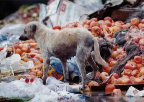 Do lixo para  a panela. "Mas é gostoso que só provando..."     